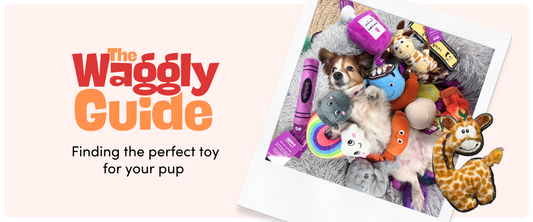 The Active Dog: Selecting the Right Toys and Treats