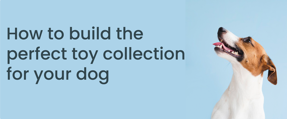 How to build the perfect toy collection for your dog
