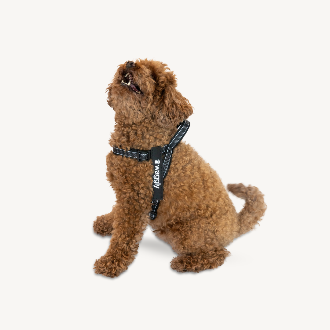 Waggly Dog Harness