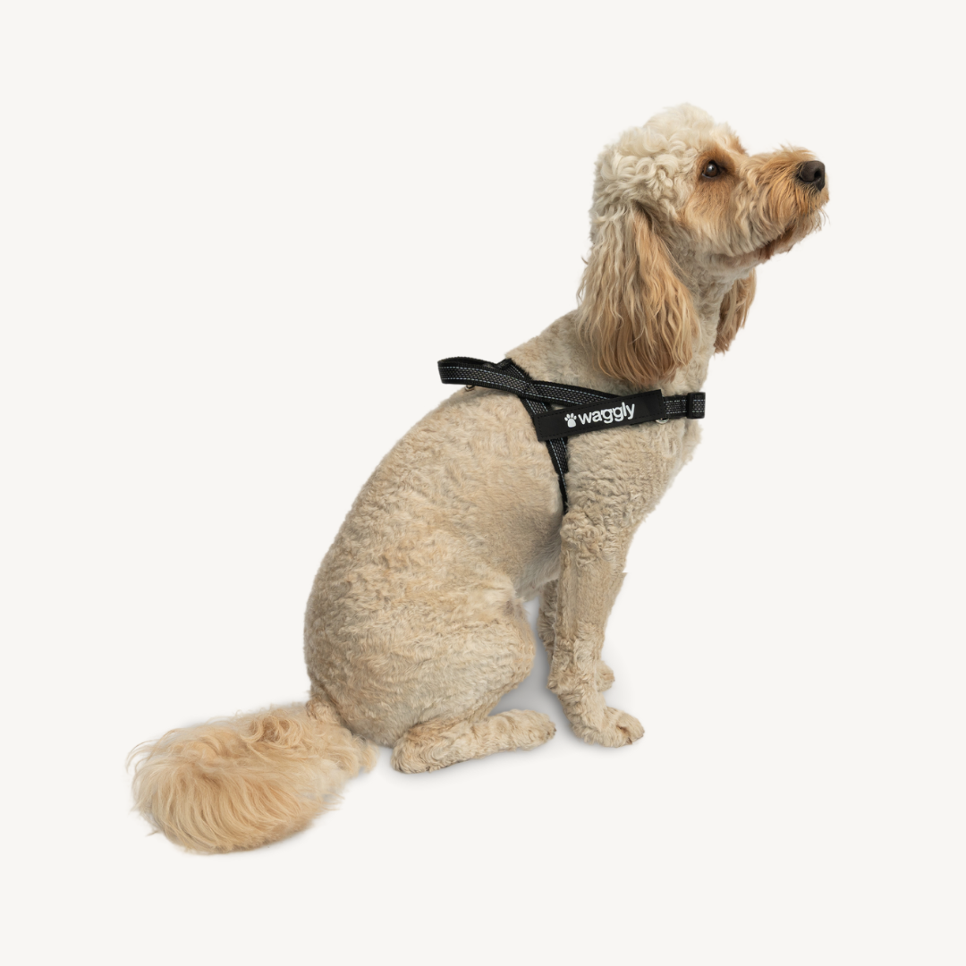 Waggly Dog Harness