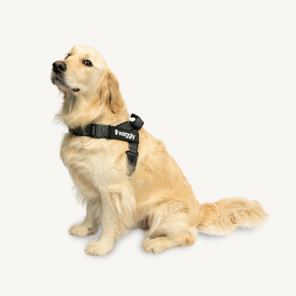 Waggly Dog Harness