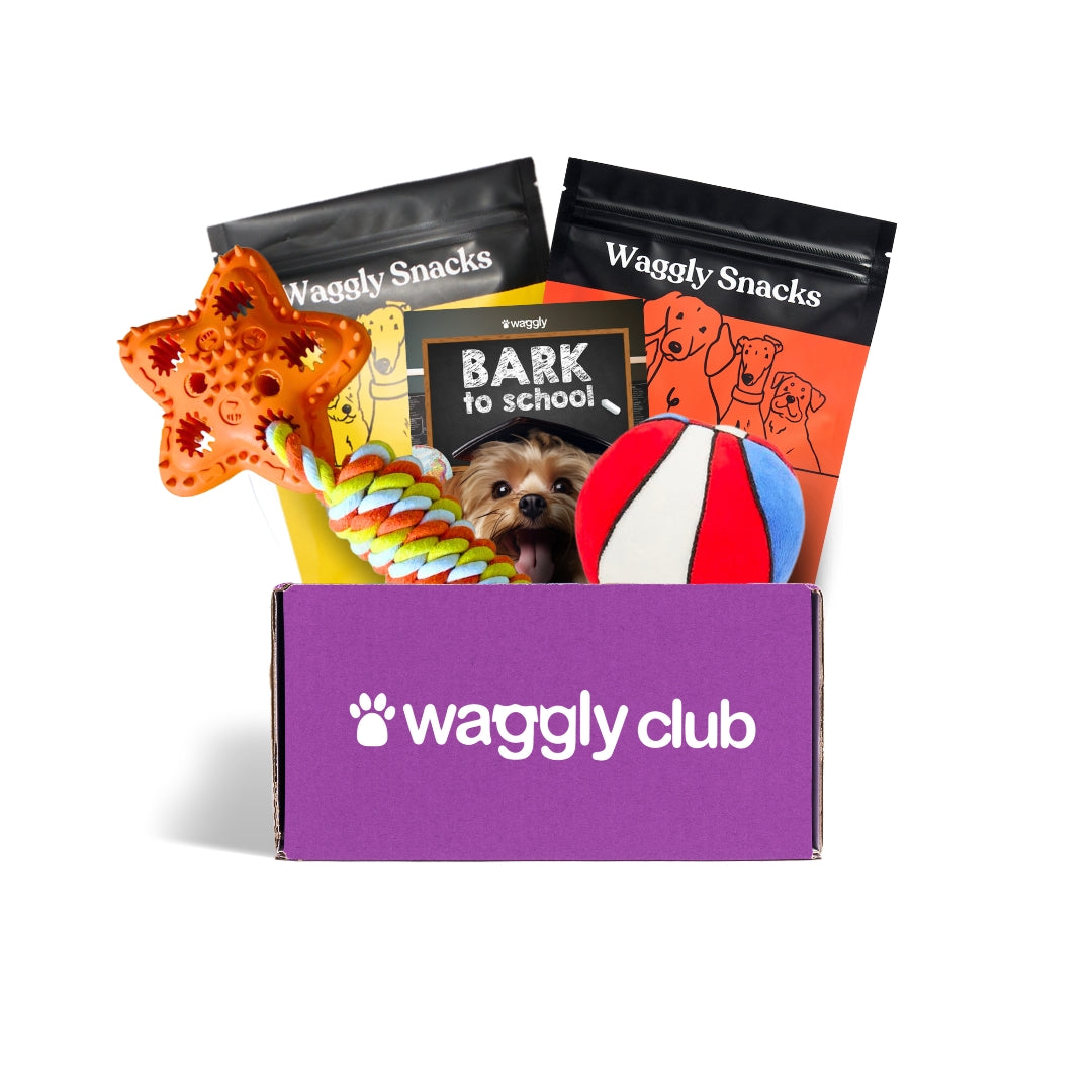 Active Box Subscription Waggly