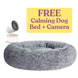 Free Camera and Bed