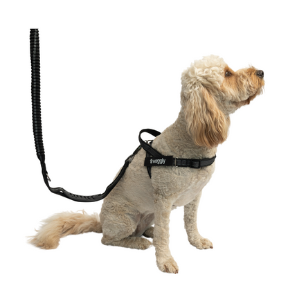 Waggly Harness and Bungee Lead