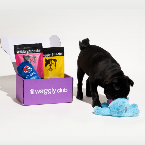 Puppy Subscription Box - Walking Kit Image 