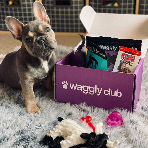 Puppy Subscription Box - Walking Kit Image 