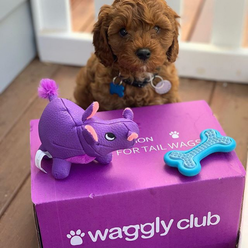 Puppy Subscription Box - Prepaid Gift Image 